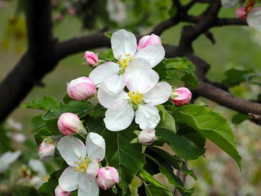 Kiraz ağacının dallarında güzel beyaz narin çiçekler