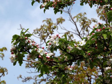 Kiraz ağacının dallarında güzel beyaz narin çiçekler