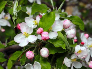 Kiraz ağacının dallarında güzel beyaz narin çiçekler