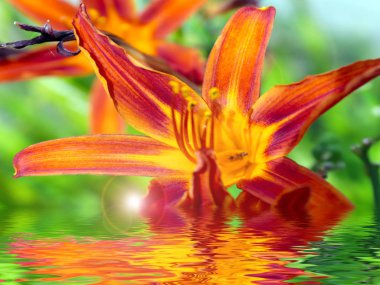 Bahçe zambağının güzel çiçeklerinin yansıması Gölün sakin sularında