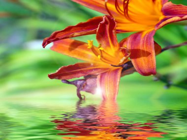 Bahçe zambağının güzel çiçeklerinin yansıması Gölün sakin sularında