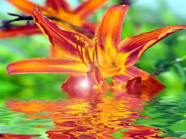 Bahçe zambağının güzel çiçeklerinin yansıması Gölün sakin sularında