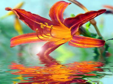 Bahçe zambağının güzel çiçeklerinin yansıması Gölün sakin sularında