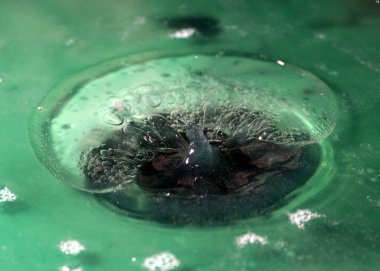 Köpük ve suyun yüzeyine çarptıktan sonra oluşan çeşitli desenler.