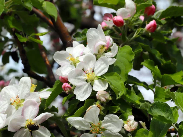 桜の枝に美しい白い繊細な花を咲かせ — ストック写真