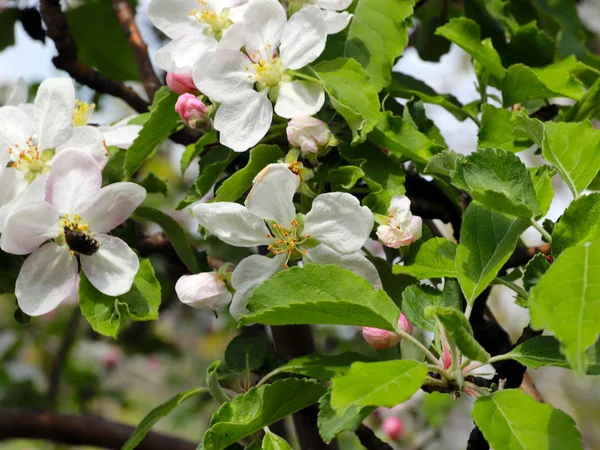 Hermosas Flores Blancas Delicadas Las Ramas Del Cerezo —  Fotos de Stock