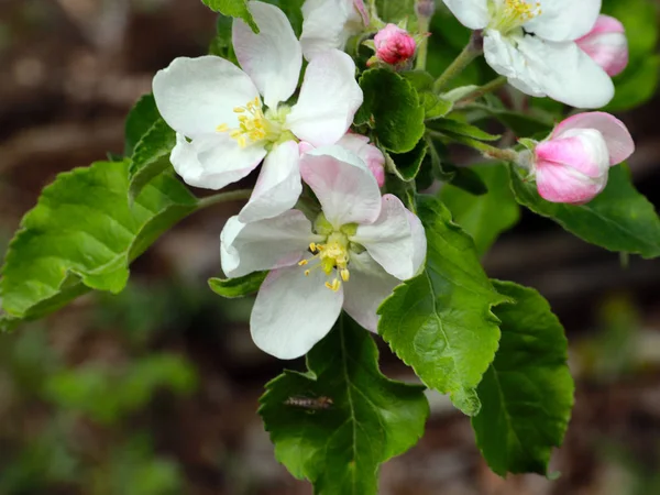 Vackra Vita Fina Blommor Grenarna Körsbärsträdet — Stockfoto