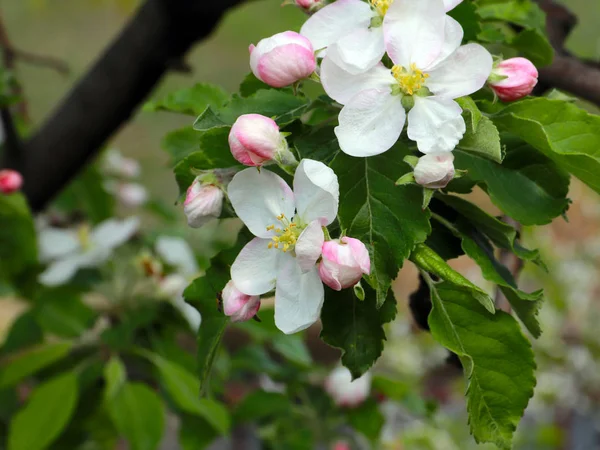Vackra Vita Fina Blommor Grenarna Körsbärsträdet — Stockfoto