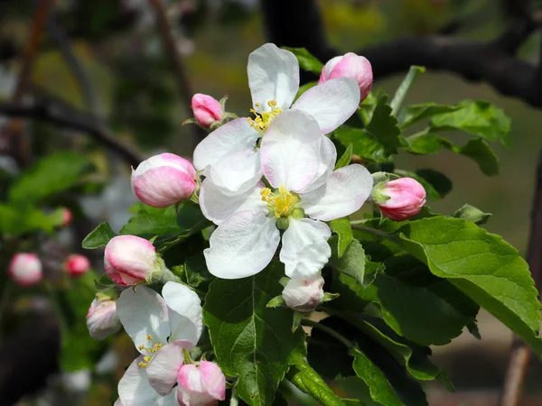 Mooie Witte Delicate Bloemen Takken Van Kersenboom — Stockfoto