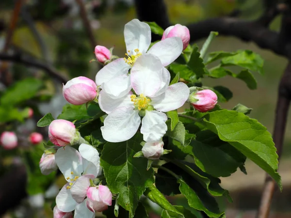 Belles Fleurs Blanches Délicates Sur Les Branches Cerisier — Photo