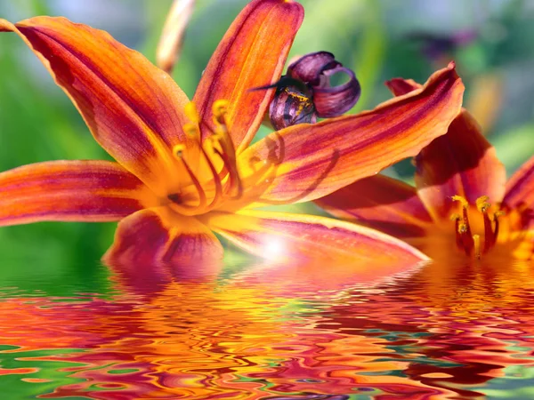 reflection of the beautiful flowers of the garden lily in the calm water of the pond