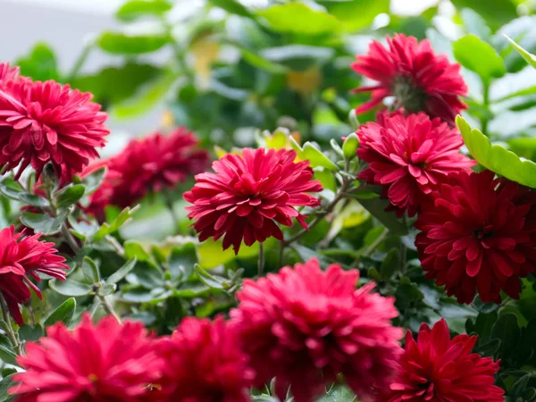Krásná Chryzantéma Květina Jako Dekorace Venkovské Zahrady — Stock fotografie