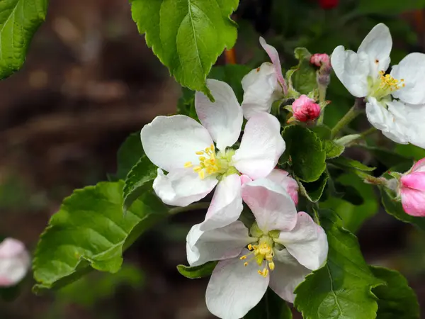 Vackra Vårblommor Grenarna Äppelträd — Stockfoto