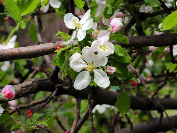 Belas Flores Primavera Árvore Maçã Ramos — Fotografia de Stock