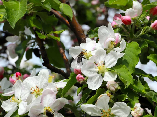 Mooie Lentebloemen Takken Appelboom — Stockfoto