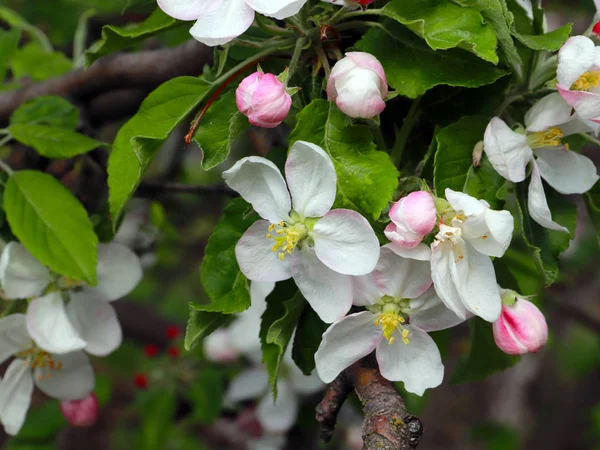 Mooie Lentebloemen Takken Appelboom — Stockfoto