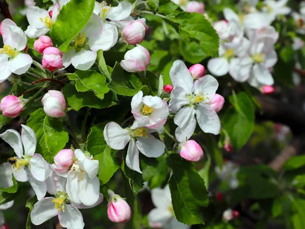枝に美しい春の花リンゴの木 — ストック写真