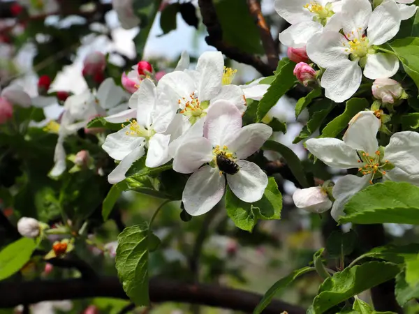 Vackra Vårblommor Grenarna Äppelträd — Stockfoto