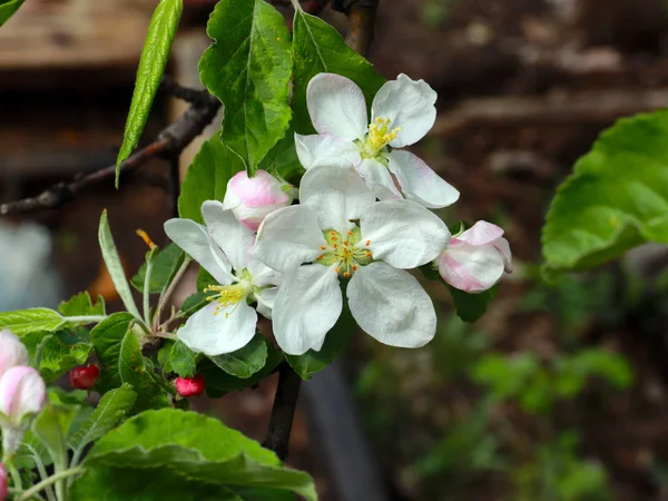 Vackra Vårblommor Grenarna Äppelträd — Stockfoto