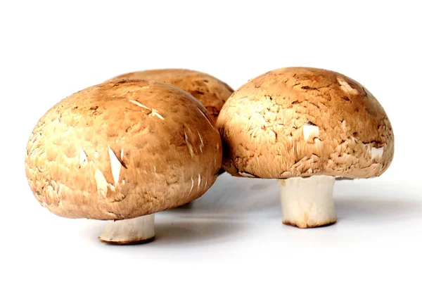 Drei Große Frische Pilze Zum Kochen Zubereitet — Stockfoto