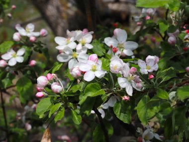 bright white flowers on the branches of a garden fruit tree apple tree