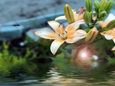 beautiful summer flowers of garden lilies as a decoration of a country house