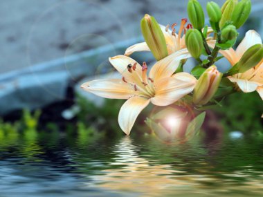 beautiful summer flowers of garden lilies as a decoration of a country house