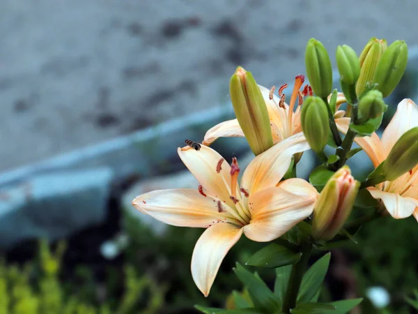 Beautiful Summer Flowers Garden Lilies Decoration Country House — Stock Photo, Image