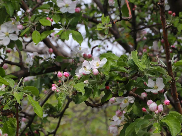 Яскраві Білі Квіти Гілках Садової Фруктової Яблуні — стокове фото