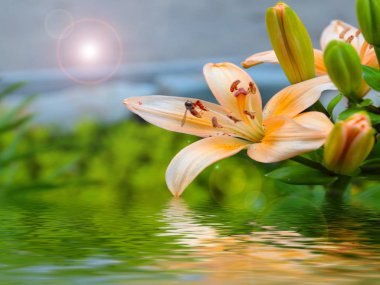 beautiful summer flowers of garden lilies as a decoration of a country house