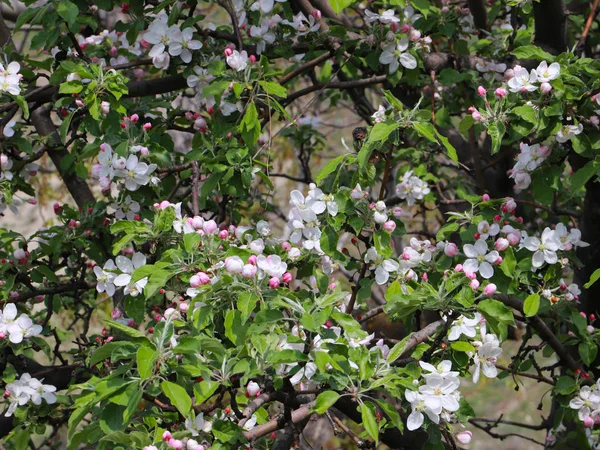 Helder Witte Bloemen Takken Van Een Tuin Fruitboom Appelboom — Stockfoto