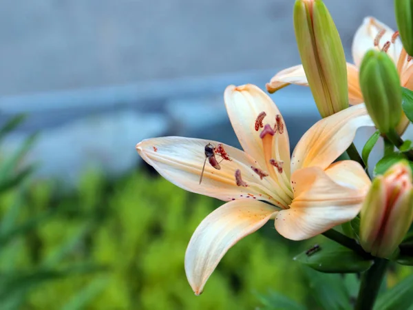 beautiful summer flowers of garden lilies as a decoration of a country house