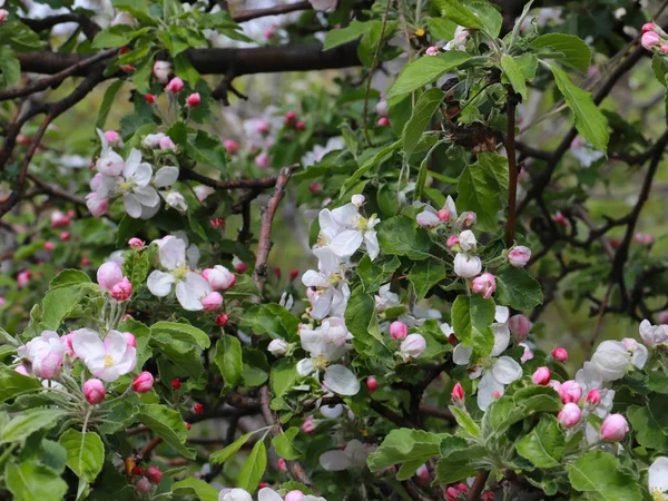 Bright White Flowers Branches Garden Fruit Tree Apple Tree — 图库照片