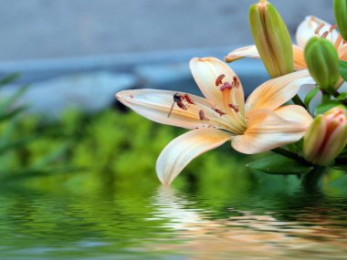 beautiful summer flowers of garden lilies as a decoration of a country house