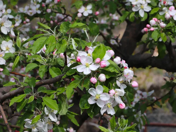 Leuchtend Weiße Blüten Auf Den Zweigen Eines Obstbaumapfelbaums Garten — Stockfoto