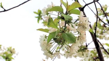 Güzel beyaz çiçekler kiraz ağacının dallarında