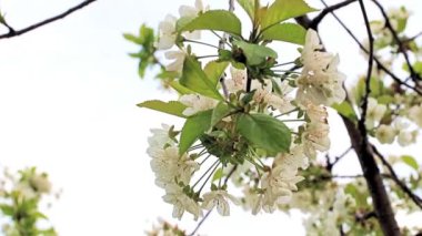 Güzel beyaz çiçekler kiraz ağacının dallarında