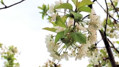 Güzel beyaz çiçekler kiraz ağacının dallarında