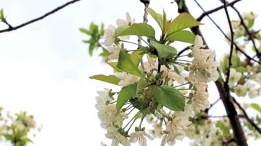 Güzel beyaz çiçekler kiraz ağacının dallarında