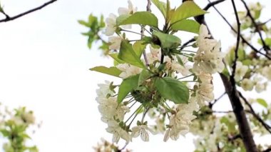 Güzel beyaz çiçekler kiraz ağacının dallarında