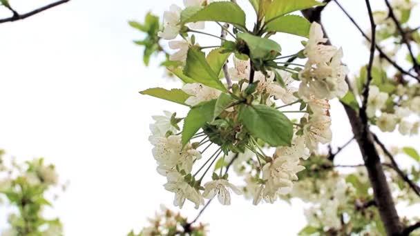 Belles Fleurs Blanches Brillantes Sur Les Branches Cerisier — Video