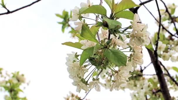 樱桃树枝条上美丽而明亮的白色花朵 — 图库视频影像