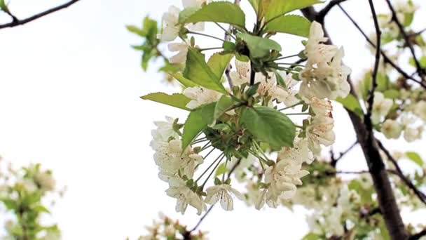 Όμορφα Φωτεινά Λευκά Λουλούδια Στα Κλαδιά Μιας Κερασιάς — Αρχείο Βίντεο