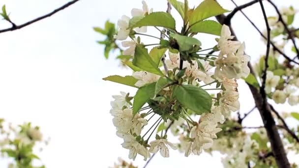 Belles Fleurs Blanches Brillantes Sur Les Branches Cerisier — Video