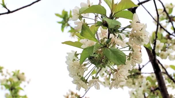 Όμορφα Φωτεινά Λευκά Λουλούδια Στα Κλαδιά Μιας Κερασιάς — Αρχείο Βίντεο
