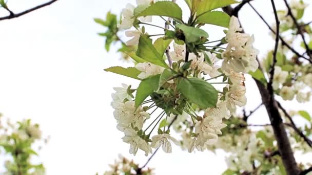 樱桃树枝条上美丽而明亮的白色花朵 — 图库视频影像