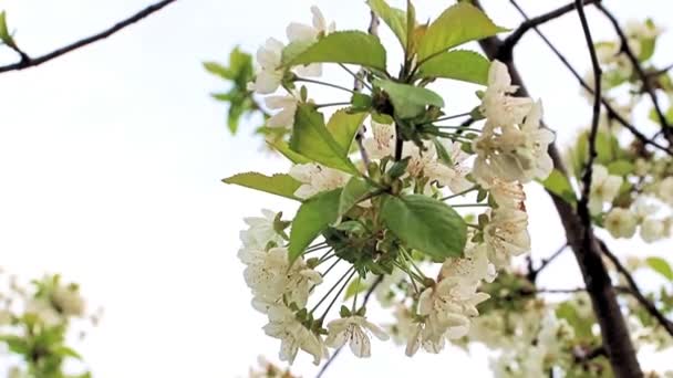 Красиві Яскраві Білі Квіти Гілках Вишневого Дерева — стокове відео