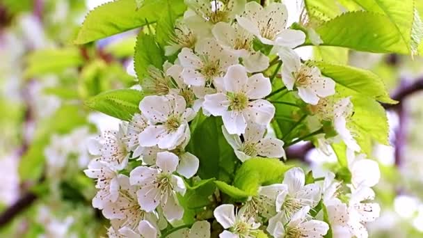 Piękne Jasne Białe Kwiaty Gałęziach Wiśni — Wideo stockowe