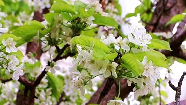 Gyönyörű Fehér Virágok Egy Cseresznyefa Ágain — Stock videók