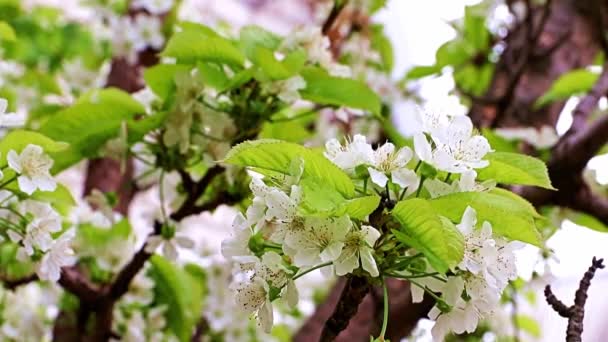 Vackra Ljusa Vita Blommor Grenarna Ett Körsbärsträd — Stockvideo